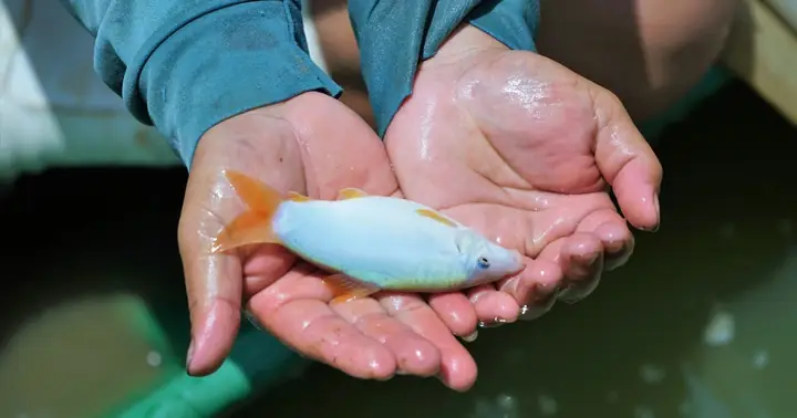 Bỏ Tôm, Dọn Ao Nuôi Chung Cá Heo Đuôi Đỏ Với Chạch Lấu, Cụ Bà ...