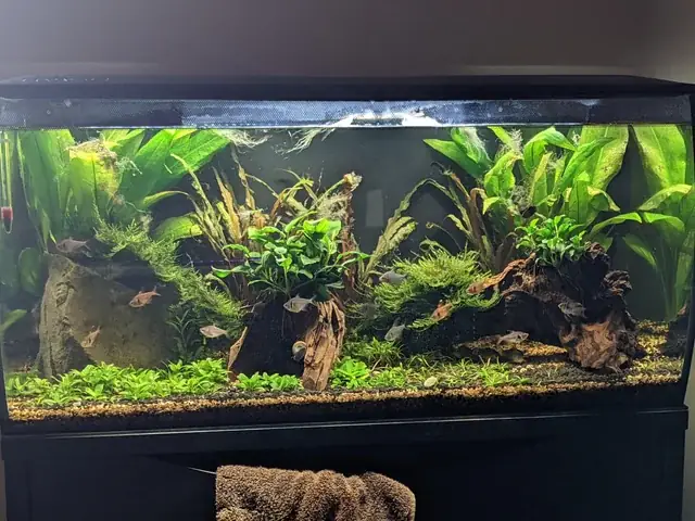 Nuôi Cá Hổ Mau Lớn: Hướng Dẫn Chi Tiết Từ Chuyên Gia