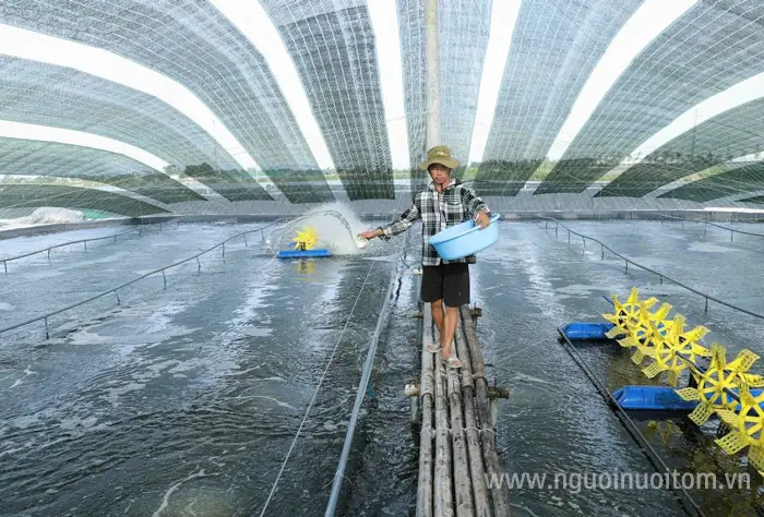 Nuôi Cá Hô Ở Miền Bắc Nuôi Cá Hô Ở Miền Bắc