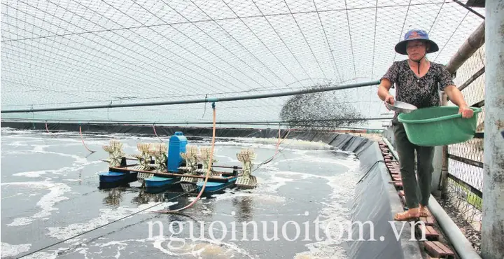 Nuôi Cá Hô Ở Miền Bắc Nuôi Cá Hô Ở Miền Bắc