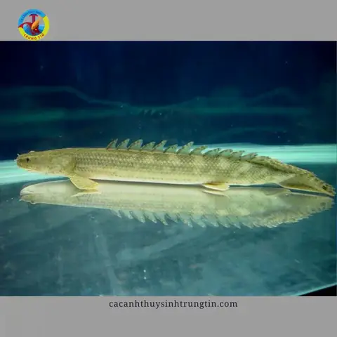 Cá Khủng Long Hoàng Đế Ăn Gì?