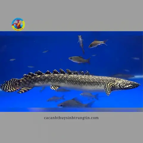 Đặc Điểm Của Cá Khủng Long Hoàng Đế