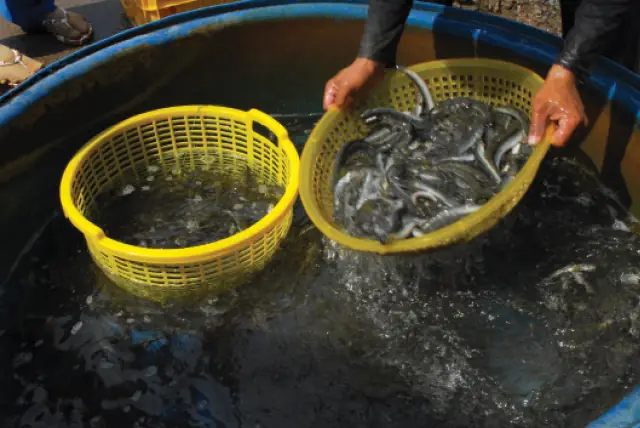 Kỹ Thuật Nuôi Cá Kèo Thương Phẩm Hiệu Quả – Tạp Chí Thủy Sản Việt ...