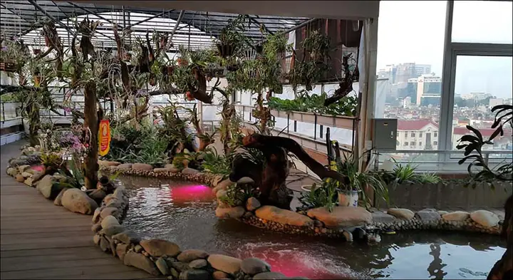 Có Nên Làm Hồ Cá Trên Sân Thượng?