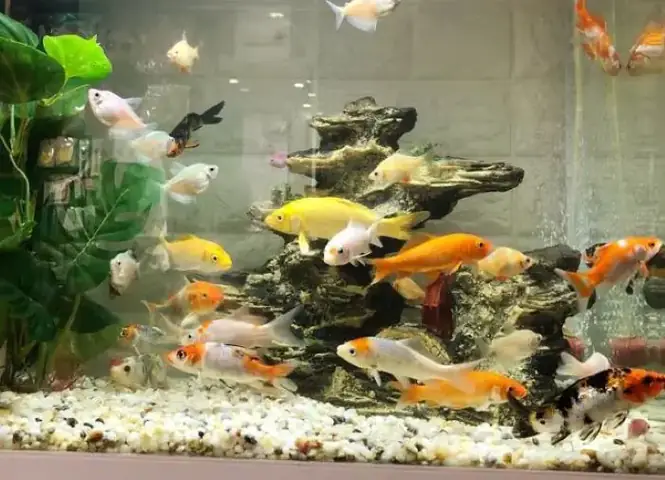 Hướng Dẫn Nuôi Cá Koi Trong Chậu Chi Tiết Từ A-z Cho Người Mới Bắt Đầu