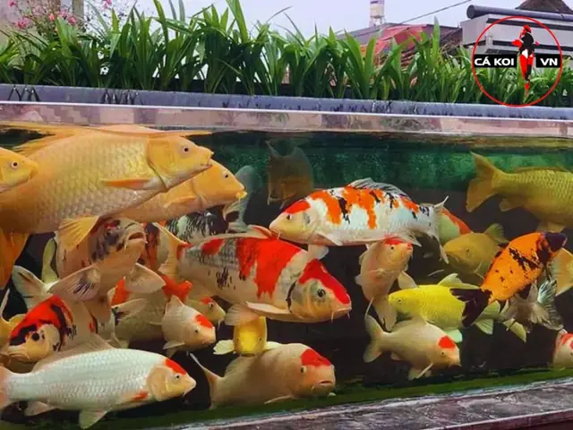 Cách Nuôi Cá Koi Trong Hồ Thủy Sinh Cách Nuôi Cá Koi Trong Hồ Thủy Sinh