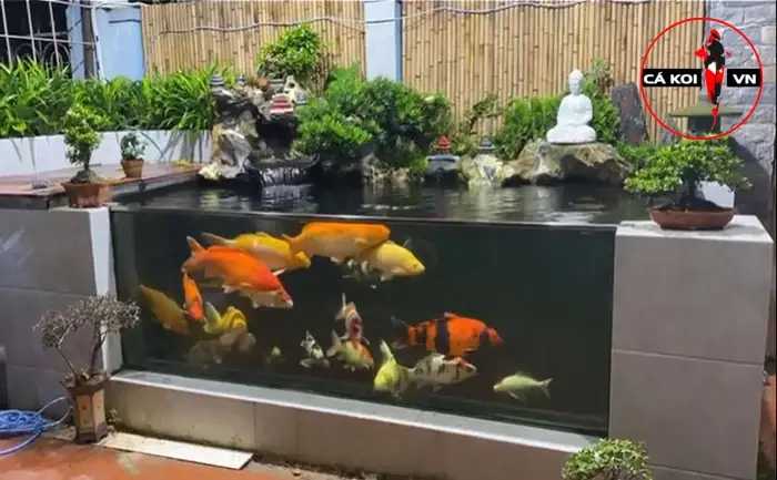 Cách Nuôi Cá Koi Trong Hồ Thủy Sinh Cách Nuôi Cá Koi Trong Hồ Thủy Sinh