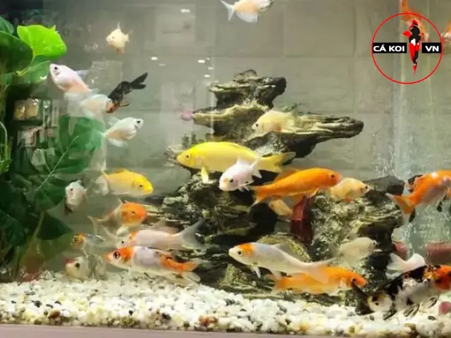 Cách Nuôi Cá Koi Trong Hồ Thủy Sinh Cách Nuôi Cá Koi Trong Hồ Thủy Sinh