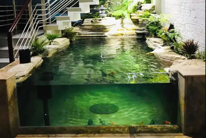 Nuôi Cá Koi Trong Nhà Bằng Hồ/bể Kính