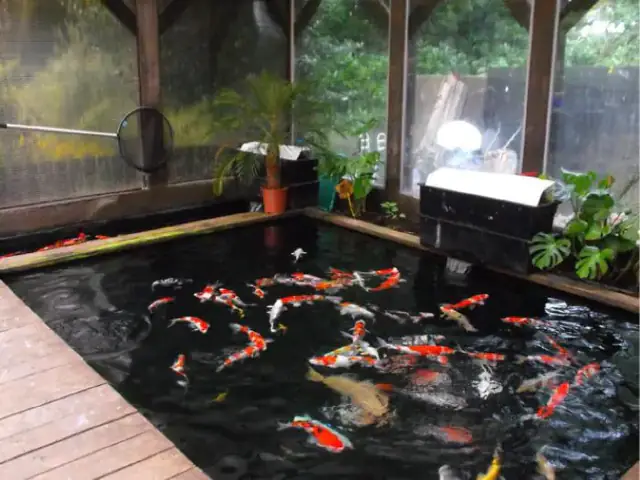 Nuôi Cá Koi Trong Nhà Bằng Hồ/bể Xi Măng