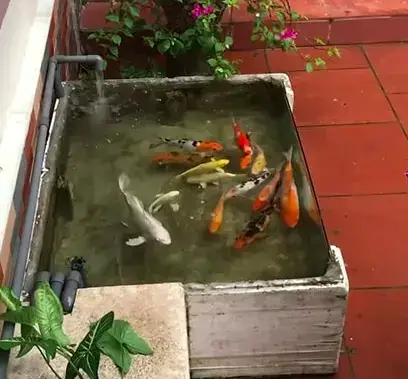 # Nuôi Cá Koi Trong Thùng Xốp | Tại Sao Không