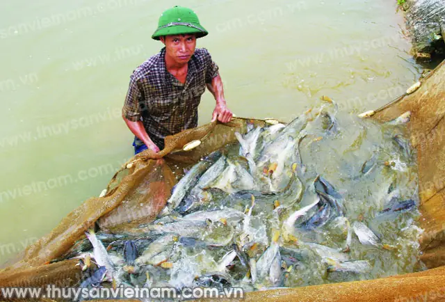 Cá Lăng Chấm Nuôi Thương Phẩm Trong Ao Nước Chảy Cá Lăng Chấm Nuôi Thương Phẩm Trong Ao Nước Chảy