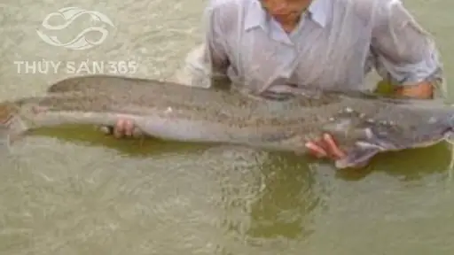 Kỹ Thuật Nuôi Cá Lăng Chấm Kỹ Thuật Nuôi Cá Lăng Chấm