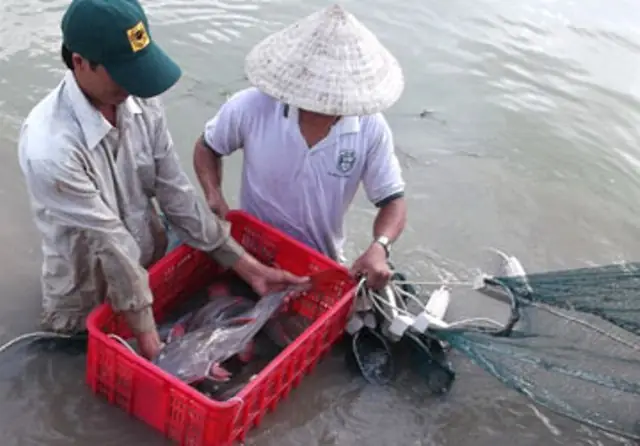 Nuôi Cá Lăng Đuôi Đỏ Cho Hiệu Quả Kinh Tế Cao Nuôi Cá Lăng Đuôi Đỏ Cho Hiệu Quả Kinh Tế Cao