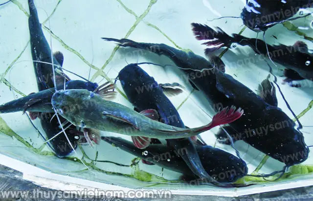 Nuôi Cá Lăng Nha Trong Ao Đất