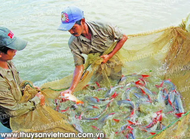 Nuôi Cá Lăng Nha Trong Ao Đất