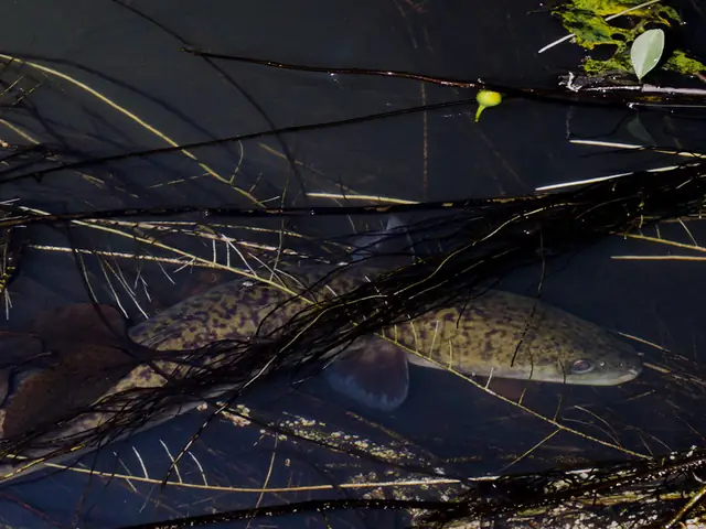 Kỹ Thuật Nuôi Cá Chình Trong Bể Xi Măng Kỹ Thuật Nuôi Cá Chình Trong Bể Xi Măng