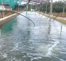 Nuôi Cá Gì Trong Bể Xi Măng Đạt Sản Lượng Cao?| Nuôi Cá Gì Trong Bể Xi Măng Đạt Sản Lượng Cao?|