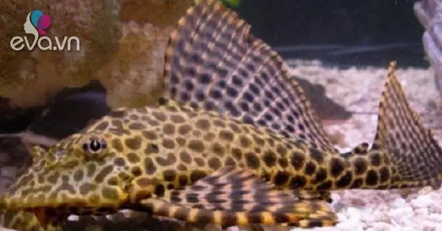 Cá Lau Kiếng Có Ăn Được Không Và Tại Sao Không Nên Nuôi Loại Cá Này?