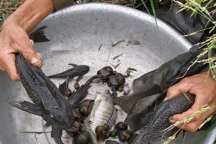 Lão Nông Miền Tây 'hiến Kế' Để Vừa Có Tiền Lại Trị Được Vấn Nạn Cá ...