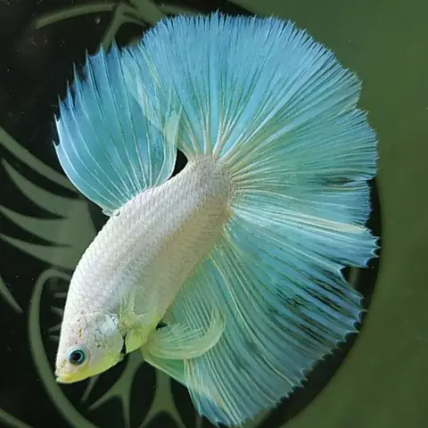 Cá Lia Thia Halfmoon Super White Cá Lia Thia Halfmoon Super White