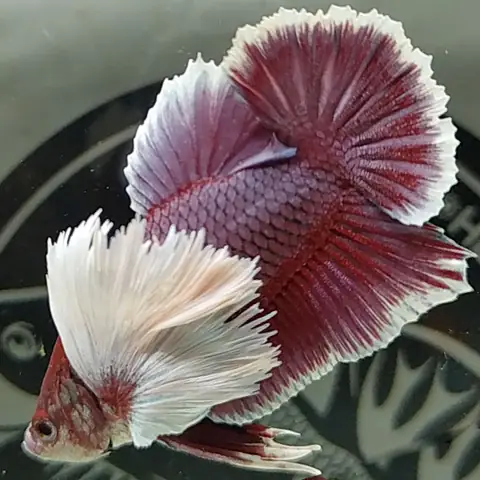 Cá Lia Thia Dumbo Lavender Cá Lia Thia Dumbo Lavender