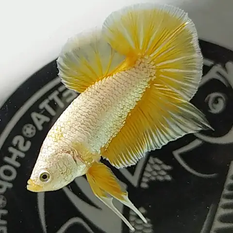 Cá Lia Thia Rồng Vàng Kutuzov Cá Lia Thia Rồng Vàng Kutuzov