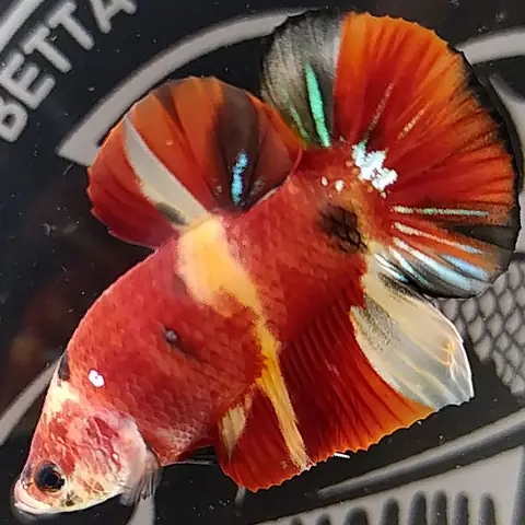 Cá Lia Thia Koi Nemo Galaxy Alistar Cá Lia Thia Koi Nemo Galaxy Alistar