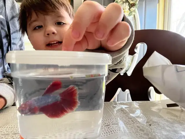 Cách Nuôi Cá Lia Thia Con Mới Nở: Cẩm Nang Chi Dành Cho Người Mới Bắt Đầu