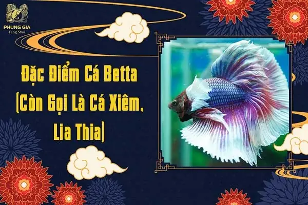 Đặc Điểm Cá Betta (còn Gọi Là Cá Xiêm, Lia Thia)