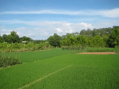 Nuôi Cá Lia Thia Trong Chai