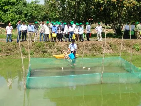 Nhân Rộng Nuôi Cá Lóc Bằng Thức Ăn Công Nghiệp