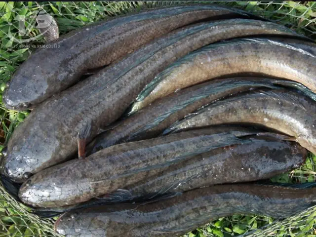 Kỹ Thuật Nuôi Cá Lóc Bằng Thức Ăn Công Nghiệp - Việt Phương Hà Nam