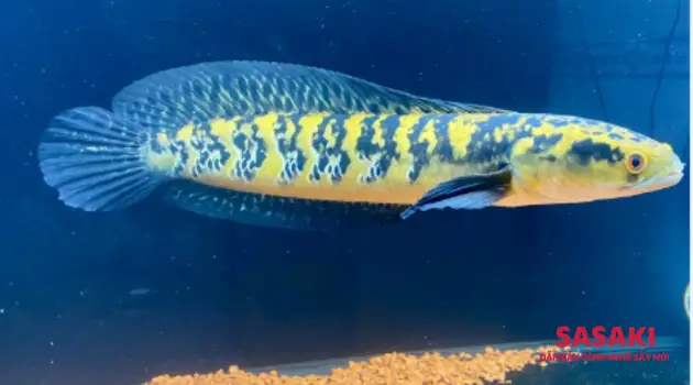 Nuôi Cá Lóc Cảnh Cho Ăn Gì?