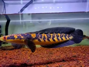 Bước 3: Chăm Sóc Chế Độ Dinh Dưỡng