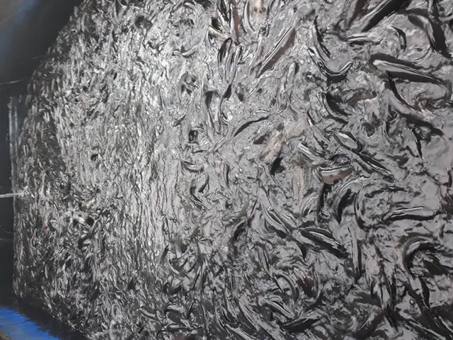 Nuôi Cá Lóc Trên Cạn