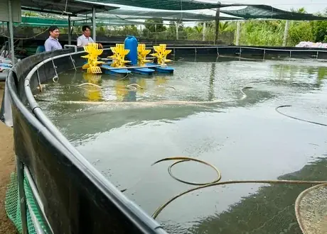 Xây 12 Bể Nuôi Cá Công Nghệ Cao Trên Cạn