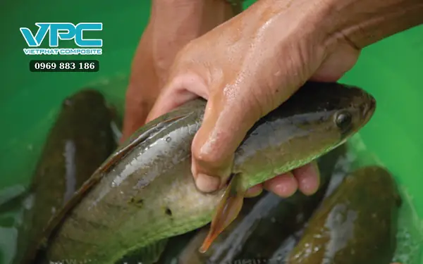 Chuẩn Bị Bồn Nhựa Composite