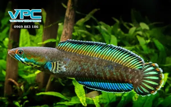 Cách Thả Cá Lóc Vào Bồn Composite