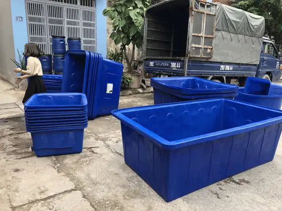 Hướng Dẫn Chi Tiết Việc Nuôi Cá Trong Thùng Nhựa Tại Nhà Hướng Dẫn Chi Tiết Việc Nuôi Cá Trong Thùng Nhựa Tại Nhà