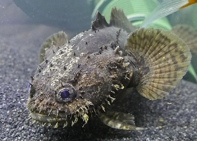 Hướng Dẫn Cách Nuôi Cá Mao Ếch Hiệu Quả