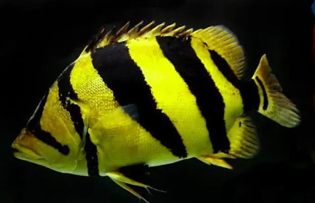 Cá Hổ (tiger Fish)