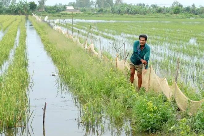 Người Dân Miền Tây "đua" Nuôi Cá Không Cần Cho Ăn