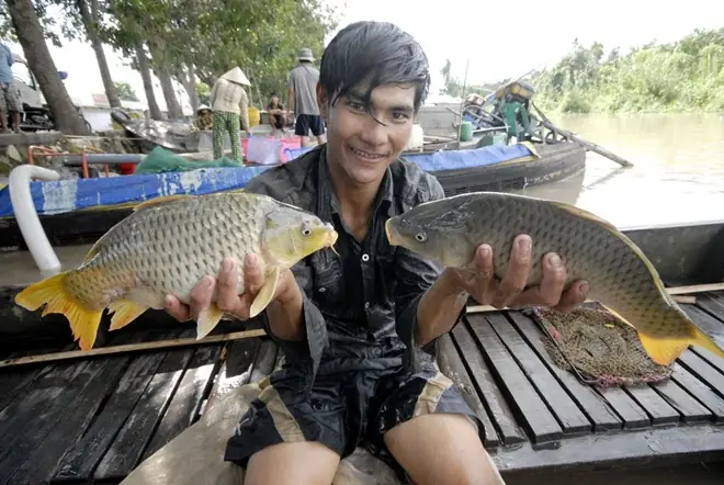 Người Dân Miền Tây "đua" Nuôi Cá Không Cần Cho Ăn