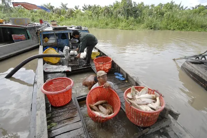 Người Dân Miền Tây "đua" Nuôi Cá Không Cần Cho Ăn