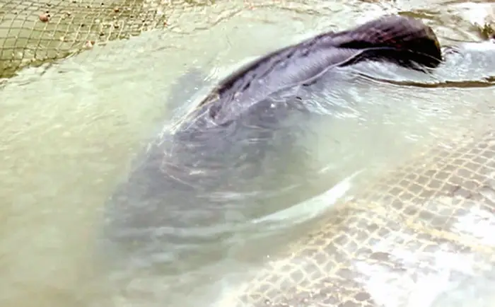 Người Đàn Ông Nuôi Cá Mú Nghệ 80 Kg Ở Vũng Tàu