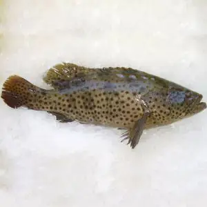 Cá Mú Là Một Trong Những Loài Cá Biển Có Giá Trị Kinh Tế Cao, Thịt Thơm Ngon, Chúng Được Nuôi Phổ Biến Ở Các Nước Châu Á Như Trung Quốc, Nhật Bản, Malaysia, Singapore, Thái Lan Cá Mú Là Một Trong Những Loài Cá Biển Có Giá Trị Kinh Tế Cao, Thịt Thơm Ngon, Chúng Được Nuôi Phổ Biến Ở Các Nước Châu Á Như Trung Quốc, Nhật Bản, Malaysia, Singapore, Thái Lan