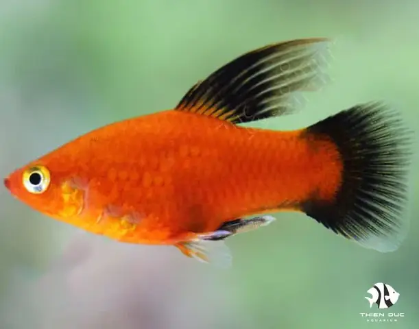 Hướng Dẫn Chi Tiết Nuôi Cá Mún Đẻ Và Chăm Sóc Cá Bột Hiệu Quả Cho Người Mới Bắt Đầu