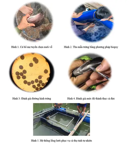 Nuôi Cá Nâu Sinh Sản