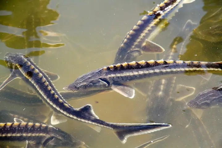 Kỹ Thuật Nuôi Cá Nước Lạnh